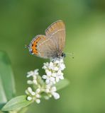 Pruimenpage / Black Hairstreak