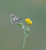 Aardbeivlinder / Grizzled Skipper