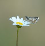 Aardbeivlinder / Grizzled Skipper