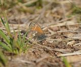 Veenhooibeestje / Large Heath