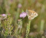 Veenhooibeestje / Large Heath