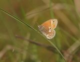 Veenhooibeestje / Large Heath