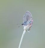 Zuidelijk Dwergblauwtje / Osiris Blue