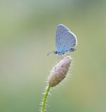 Zuidelijk Dwergblauwtje / Osiris Blue