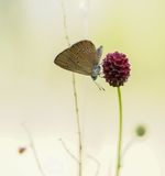 Donker Pimpernelblauwtje / Dusky Large Blue