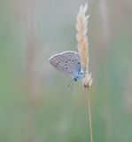 Pimpernelblauwtje / Scarce Large Blue