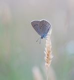Pimpernelblauwtje / Scarce Large Blue