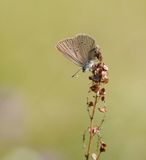 Donker Pimpernelblauwtje / Dusky Large Blue