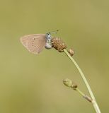 Donker Pimpernelblauwtje / Dusky Large Blue