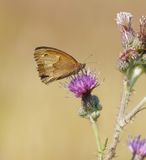Bruin Zandoogje / Meadow Brown
