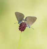 Donker Pimpernelblauwtje / Dusky Large Blue