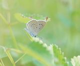 Pimpernelblauwtje / Scarce Large Blue