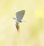 Pimpernelblauwtje / Scarce Large Blue