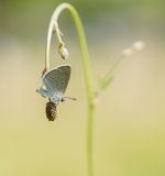 Pimpernelblauwtje / Scarce Large Blue
