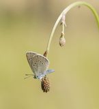 Pimpernelblauwtje / Scarce Large Blue