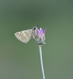 Klein Brandkruiddikkopje / Sage Skipper