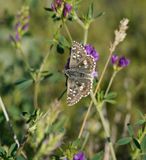Klein Brandkruiddikkopje / Sage Skipper