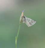 Klein Brandkruiddikkopje / Sage Skipper