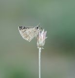 Klein Brandkruiddikkopje / Sage Skipper