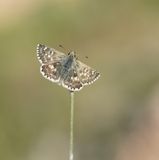 Klein Brandkruiddikkopje / Sage Skipper