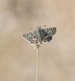 Klein Brandkruiddikkopje / Sage Skipper