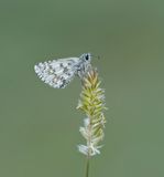 Witgezoomd Spikkeldikkopje / Safflower Skipper
