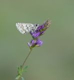 Witgezoomd Spikkeldikkopje / Safflower Skipper