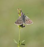 Witgezoomd Spikkeldikkopje / Safflower Skipper