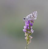 Witgezoomd Spikkeldikkopje / Safflower Skipper