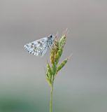 Witgezoomd Spikkeldikkopje / Safflower Skipper