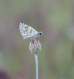 Witgezoomd Spikkeldikkopje / Safflower Skipper