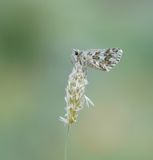 Aambeeldspikkeldikkopje / Rosy Grizzled Skipper