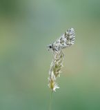 Aambeeldspikkeldikkopje / Rosy Grizzled Skipper