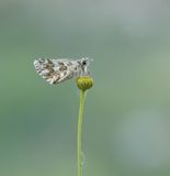 Aambeeldspikkeldikkopje / Rosy Grizzled Skipper