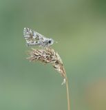 Aambeeldspikkeldikkopje / Rosy Grizzled Skipper