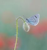 Bloemenblauwtje / Green-underside Blue