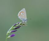 Esparcetteblauwtje / Chapmans Blue