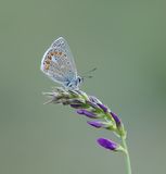 Esparcetteblauwtje / Chapmans Blue