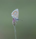 Esparcetteblauwtje / Chapmans Blue