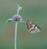 Veldparelmoervlinder / Glanville Fritillary