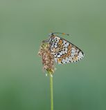 Veldparelmoervlinder / Glanville Fritillary