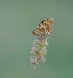 Tweekleurige Parelmoervlinder / Spotted Fritillary