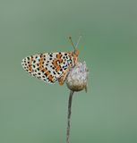 Tweekleurige Parelmoervlinder / Spotted Fritillary