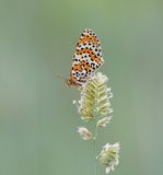 Tweekleurige Parelmoervlinder / Spotted Fritillary