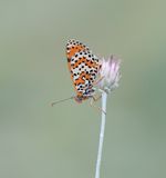 Tweekleurige Parelmoervlinder / Spotted Fritillary