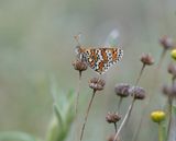 Veldparelmoervlinder / Glanville Fritillary