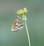 Veldparelmoervlinder / Glanville Fritillary