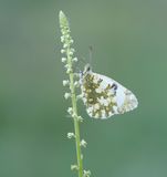 Westelijk Marmerwitje / Western Dappled White