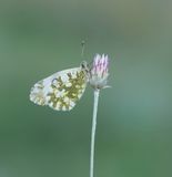 Westelijk Marmerwitje / Western Dappled White