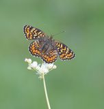 Knoopkruidparelmoervlinder / Knapweed Fritillary